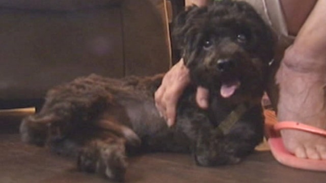 Plucky poodle to get prosthetic paws