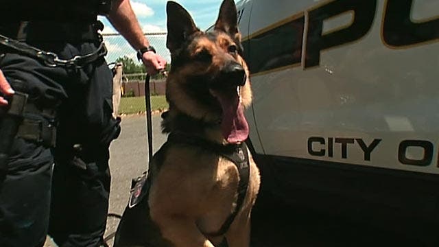 K9 CSI: How good are police dogs at tracking down fugitives?
