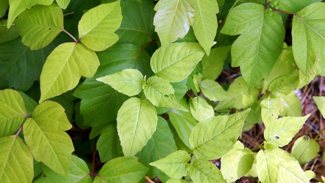 How to treat a poison ivy rash