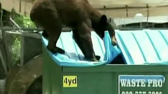 Florida's black bear population on the rise