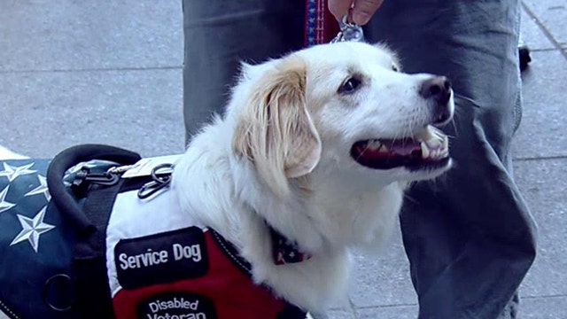 How service dogs are trained for veterans