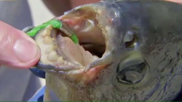 Testicle-eating fish with human-like teeth caught in NJ lake