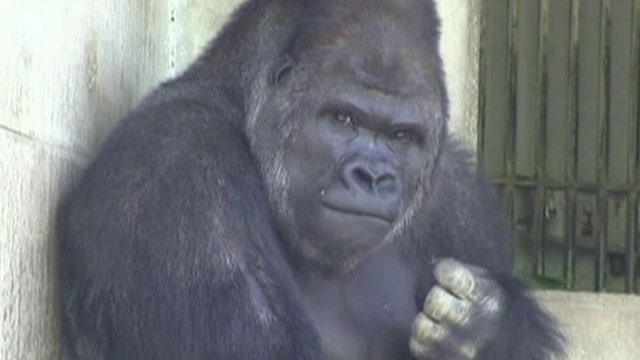 Women flock to see buff gorilla at Japanese zoo