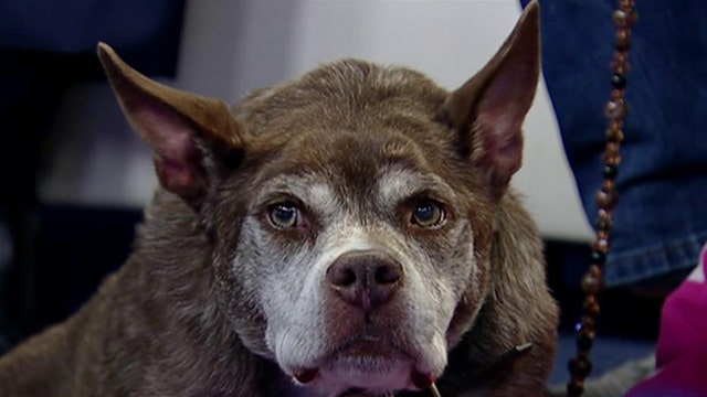 World's ugliest dog joins 'Fox & Friends'