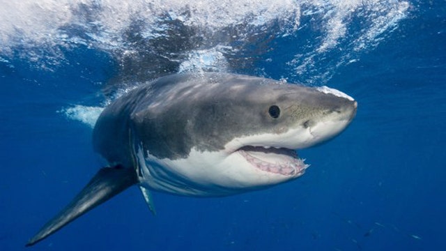 Why the spike in shark attacks and what do we do?