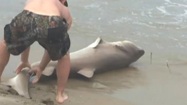 Bull shark reeled in on North Carolina beach