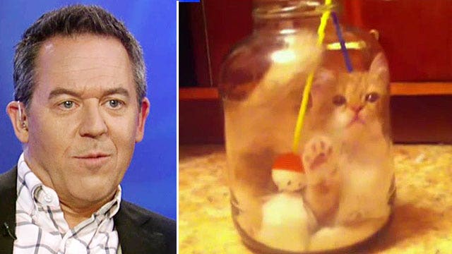 Gutfeld: I'm not here to bash cat videos...