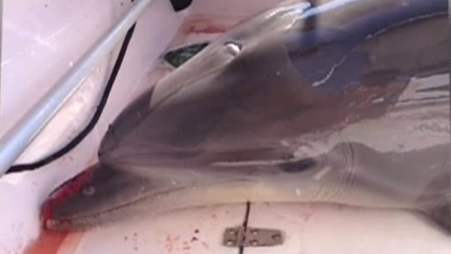 Chaos after dolphin leaps onto boat, breaks woman's ankles