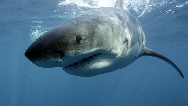 How concerned should beach-goers be about shark attacks?