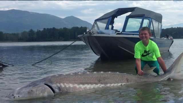 Catch of the day: 9-year-old reels in 600-pound sturgeon