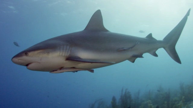 Shark Week heads to Cuba