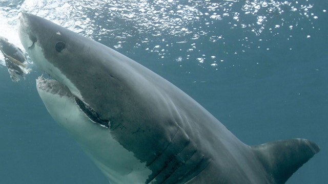 What can be done to slow down the shark attack surge?