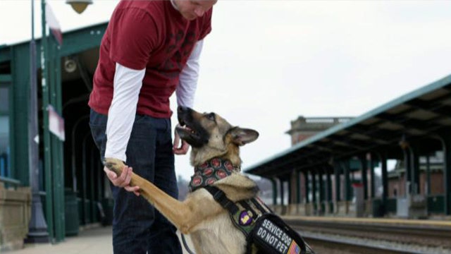 The importance of service dogs to our veterans