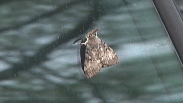 Gypsy moths return with a vengeance