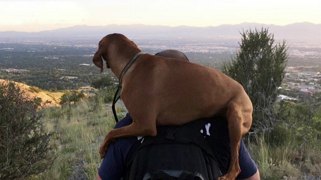 Hero firefighter carries injured dog 2 miles to safety