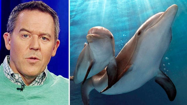 Gutfeld: What if Planned Parenthood harvested dolphins?