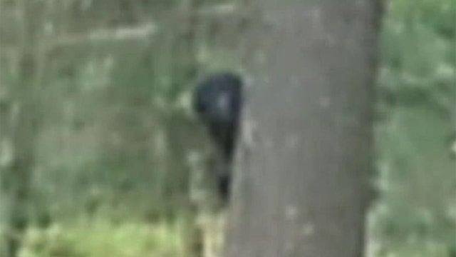 Two men spot a mystery creature at national park in Holland