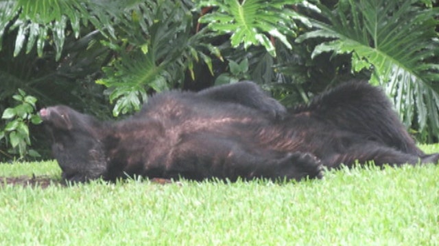 Bear passes out in food coma after eating bag of dog food