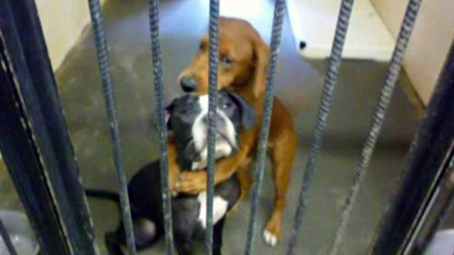 Hugging pups rescued together are seeking adopter
