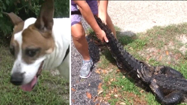 Woman wrestles alligator to save her dog