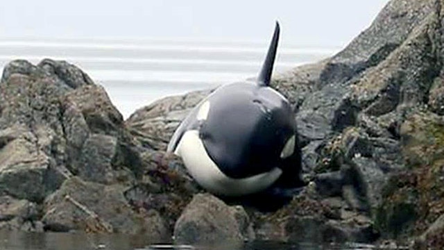 Trapped killer whale saved after getting stuck on rocks