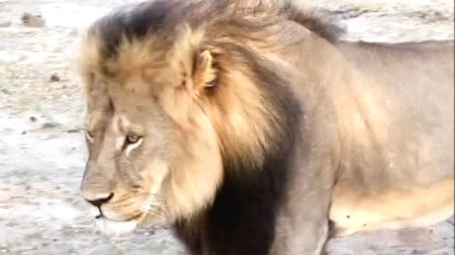 Raw video: File footage of Cecil the lion