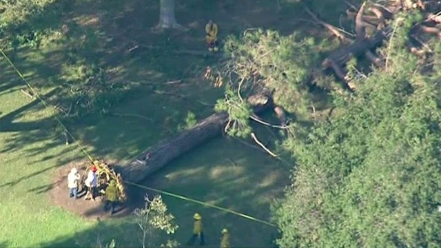 Falling tree injures eight children at Calif. summer camp
