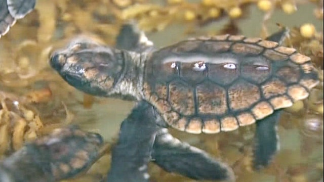 Hundreds of sea turtle hatchlings head out to sea