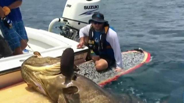 Goliath grouper drags fisherman off his paddleboard