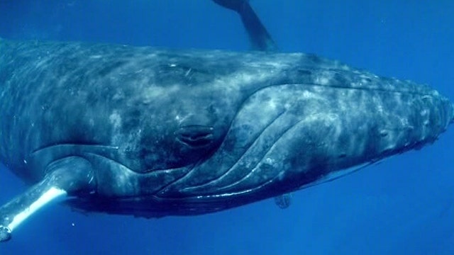 Documentary gets up close and personal with humpback whales 