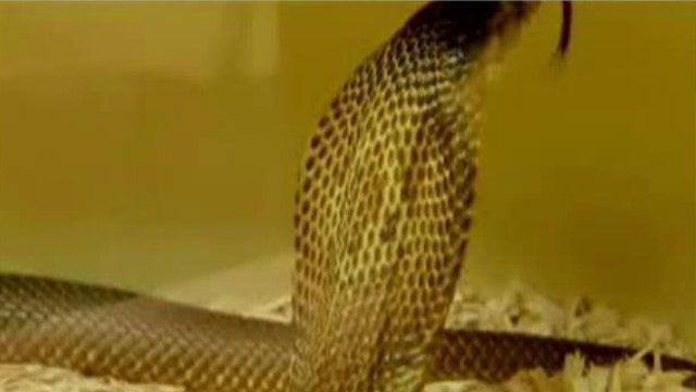Deadly cobra found in luxury Houston high rise