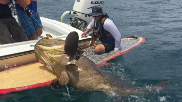 Fisherman's battle with goliath grouper goes viral