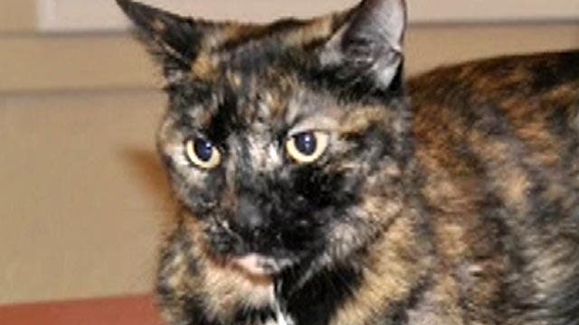 Cat found alive in sunken boat at bottom of lake