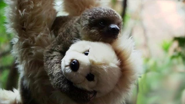 Edward the baby sloth cuddles with surrogate mom