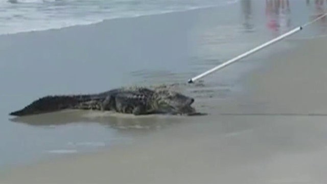 Cops wrangle 7-foot alligator on South Carolina beach