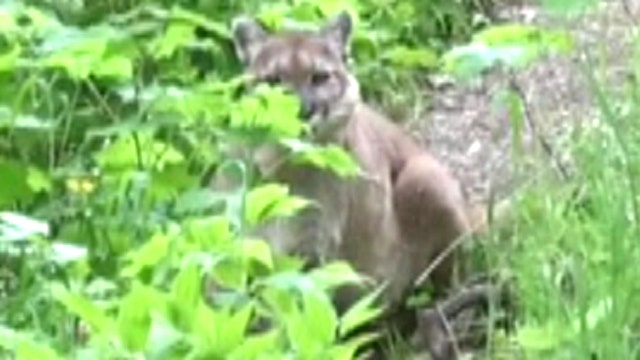 Lone hiker's scary standoff with mountain lion