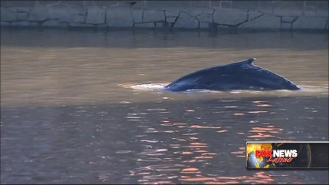Authorities lure whale from marina in Argentina