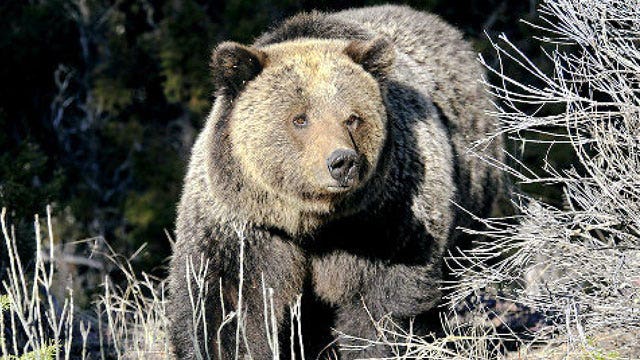 Grizzly bear suspected in hiker's death
