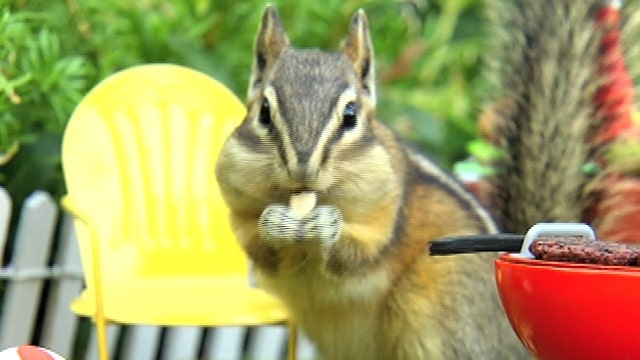 'Crazy chipmunk lady' captures picture perfect moments