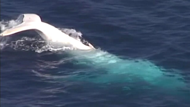 Rare white humpback spotted off coast in Australia