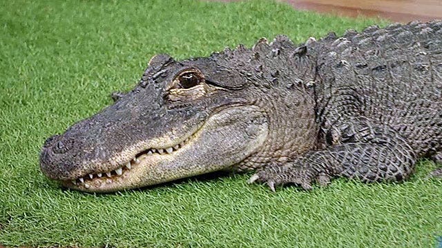 What to do if you encounter an alligator