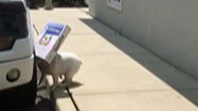 Bulldog blinded by box he won’t put down