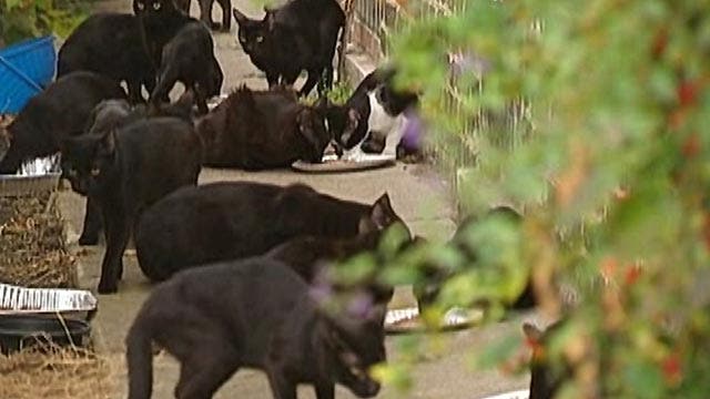 More than 60 cats removed from house in Chicago