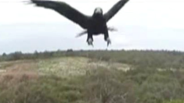 Eagle vs. drone: eagle wins