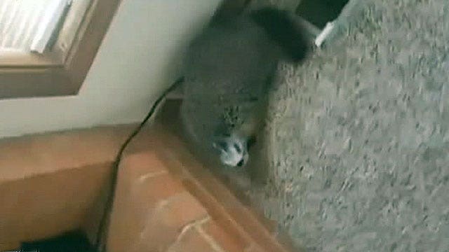 Kennedy's Topical Storm: Man Vs. Marmot