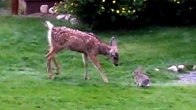 Video of rabbit and deer frolicking together goes viral