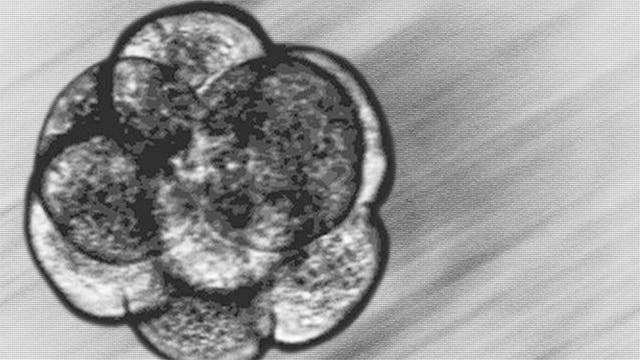 Former couple in legal battle over frozen embryos