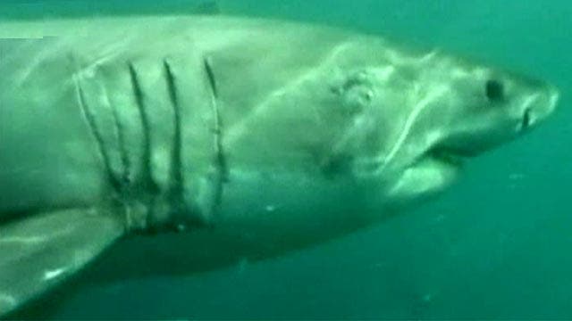 Great white shark versus seal: An eyewitness account