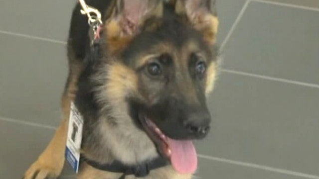 Remarkable dogs trained to sniff out cancer