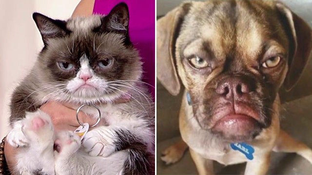 How does Grumpy Cat feel about ‘Earl the Grumpy Puppy’?